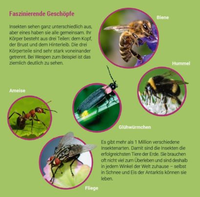 Thumbnail Booklet Ansicht des Booklets zum Hörbuch Unsere Insekten