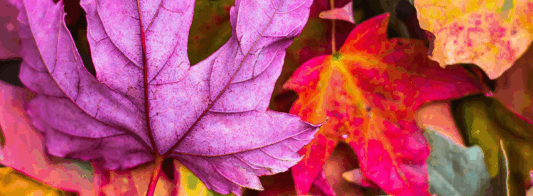 17-aspect-ratio-1440-360